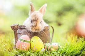bunny in basket with easter eggs in front on grass