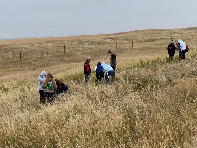 Identifying grasses and forbs in the Conservancy  