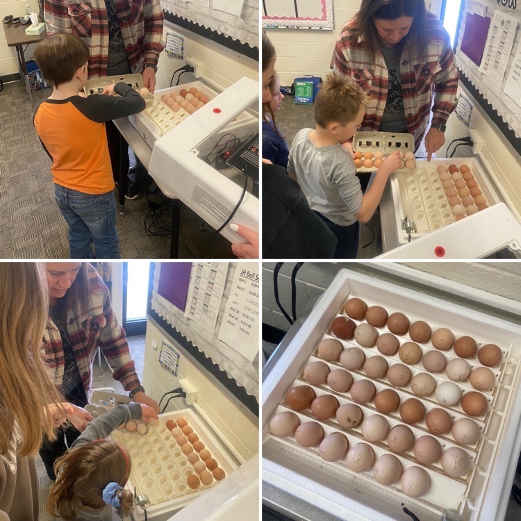 students putting eggs into incubator 